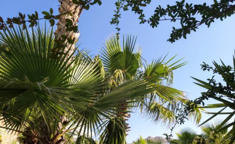 Հռոդոս կղզի, Հունաստան